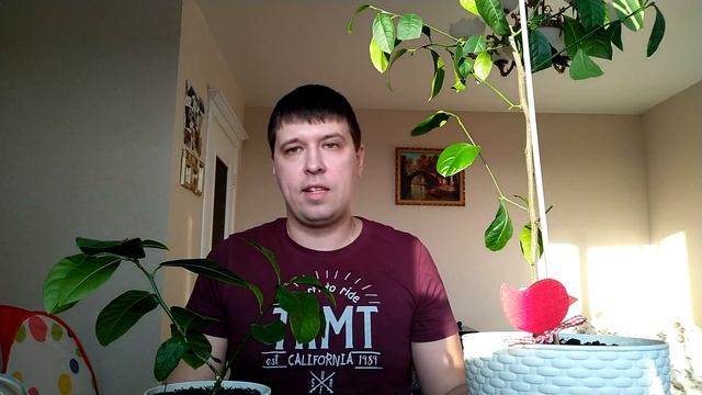 Лимон из Косточки спустя четыре года.Что выросло? смотреть онлайн
