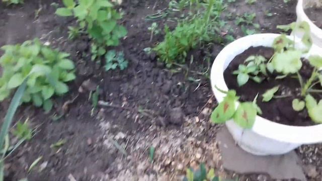 что уже высадила в грунт смотреть онлайн