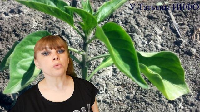 Стоит ли пасынковать перец и когда? Давайте разбираться! смотреть онлайн