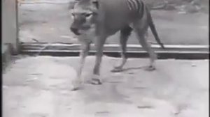 последний сумчатый волк//el último lobo marsupial