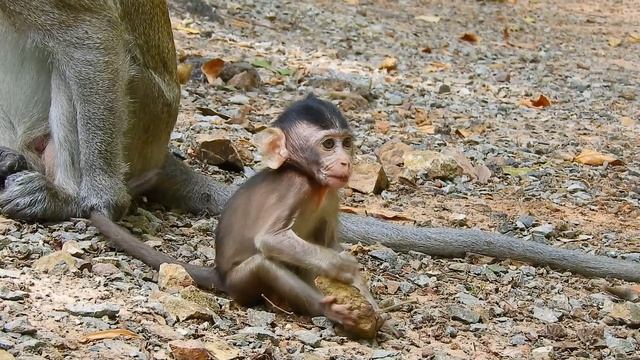Wow Look How Mama React By Trying Save Baby Ara From Daddy Aron смотреть онлайн