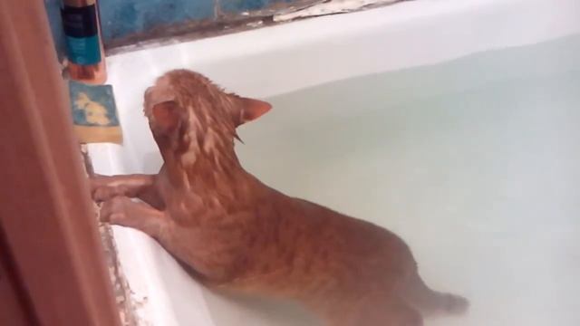 Котик плавает