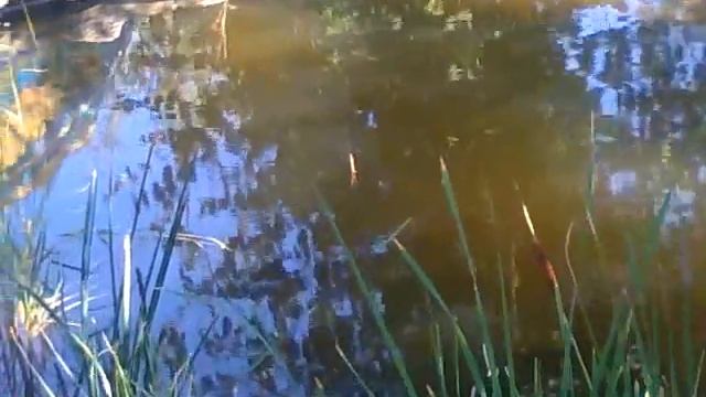 Пруд New pond. смотреть онлайн