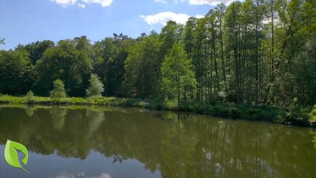 Forest 4K Nature Relaxation Film | With Relaxing Music For Sleeping | Stress Relief (Kim Lexi Vee) смотреть онлайн