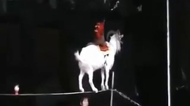 А ВАМ СЛАБО! ВСЕМУ МОЖНО ОБУЧИТЬСЯ, ЕСЛИ НАЧАТЬ УЧИТЬСЯ! смотреть онлайн