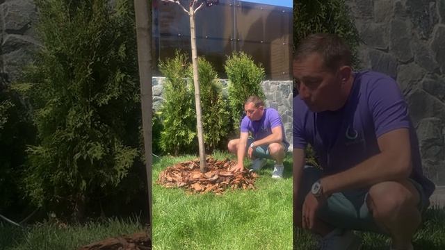 Приствольные круги, мульчирование смотреть онлайн