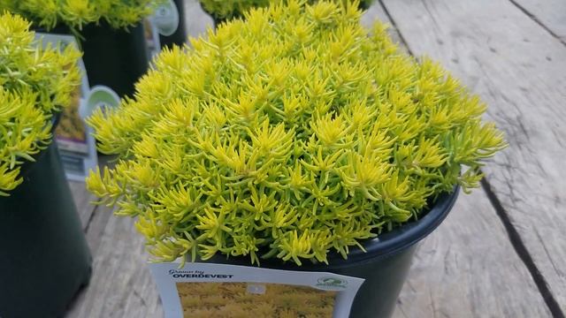 Sedum 'Angelina' Versus Sunsparkler® 'Angelina's Teacup' (Stonecrop)