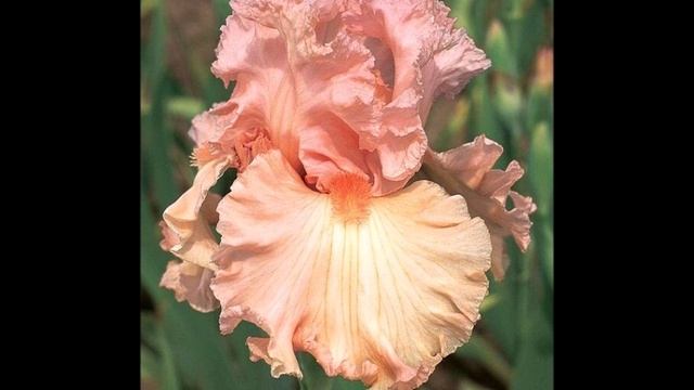 Коллекционные ирисы смотреть онлайн