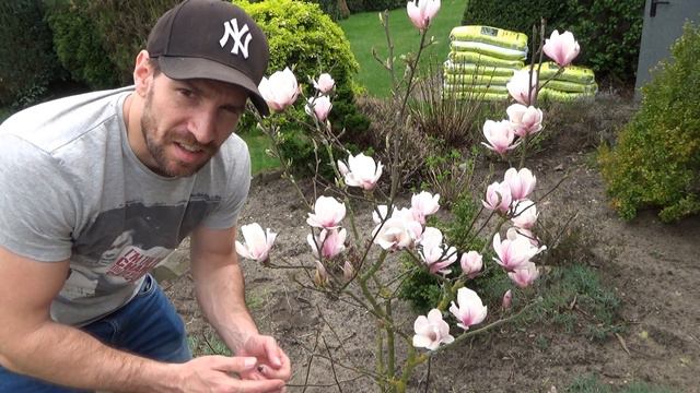 Magnolien blühen nicht Ursache Gründe warum die Magnolie nicht blüht смотреть онлайн