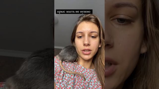 нельзя мыть крыс 🐀 смотреть онлайн