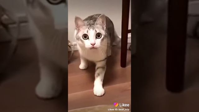 Молоко поставь тут! (видео не мое) смотреть онлайн