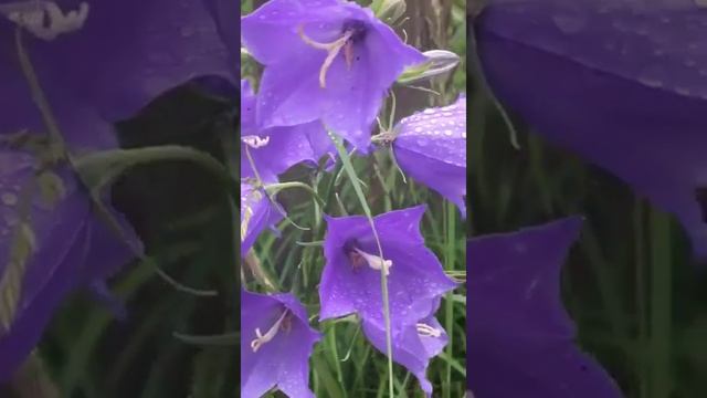 Колокольчики - украшение природы смотреть онлайн
