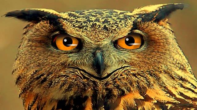 Николай Гумилёв - Песня о певце и короле смотреть онлайн