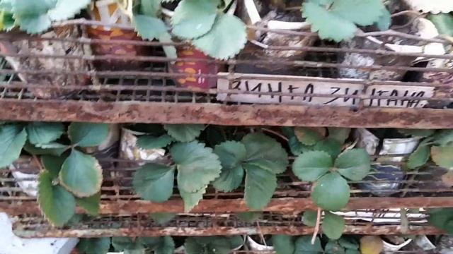 СУПЕР СПОСОБ ХРАНЕНИЯ САЖЕНЦЕВ КЛУБНИКИ ЗКС НА ЗИМУ смотреть онлайн