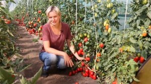 ТОМАТ ГАСПАЧО хорош для томатного супа и пасты. Гавриш.