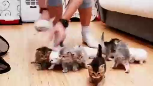 Попытка сделать групповое фото с 10 котятами смотреть онлайн