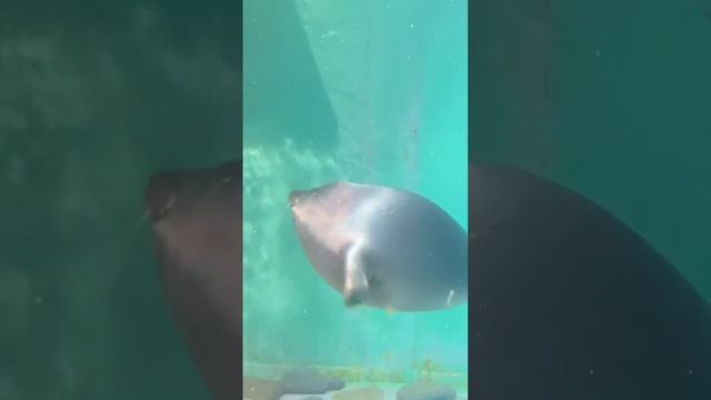 Нерпа, Байкальский лимнологический музей, пос. Листвянка смотреть онлайн