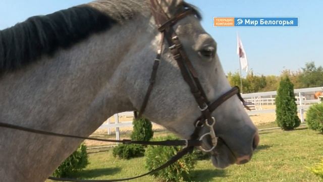 Мотокросс и конкур: соревнования в Валуйках смотреть онлайн