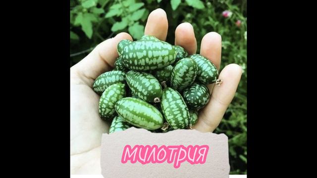 экзотика в средней полосе России смотреть онлайн