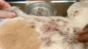 Remove mangoworms from dog - Remove mango worms from dog skin Удалите манговых червей с кожи собаки
