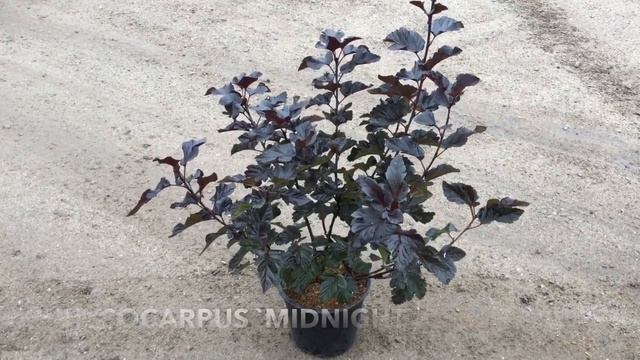 Prydbuske | Uge 41/42 - 2018 | Vecko 41/42 - 2018 смотреть онлайн