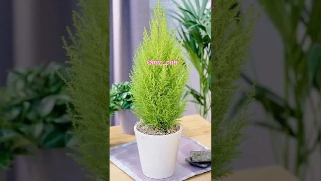 КОМНАТНЫЙ КИПАРИСОВИК смотреть онлайн