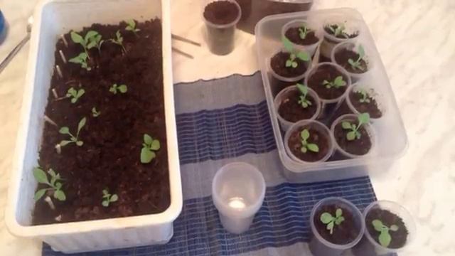 АСТРЫ от семечка до букета.mp4 смотреть онлайн