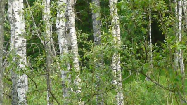 bear медведь смотреть онлайн