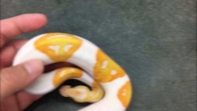 Emoji Ball Python! смотреть онлайн