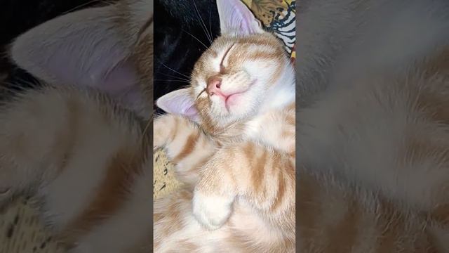 Что означают позы спящих котиков?🐱😺🐈⬛😻😸