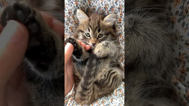 #Cat #Catlover #Short #BetterflyLife #New #BTC #Blackpink(A Person Massaging the Paws of a Kitten) смотреть онлайн