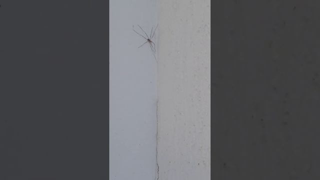 #Паук с длинными лапами смотреть онлайн