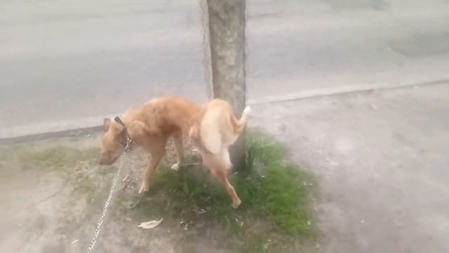 Алекс -слепой пес,гуляем по Харькову.Отакара Яроша-студенческий городок.Бургер,кофе ,шаурма и кола！ смотреть онлайн