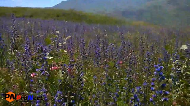 Медоносы Кыргызстана. Токтогульский район, село Толук. смотреть онлайн