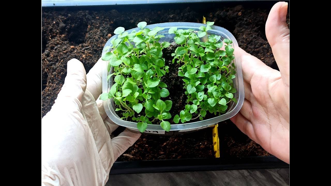 АГЕРАТУМ ТОНКОСТИ ПИКИРОВКИ РАССАДЫ. АГЕРАТУМ ВЫРАЩИВАНИЕ ИЗ СЕМЯН. Розовый шар и голубая норка смотреть онлайн