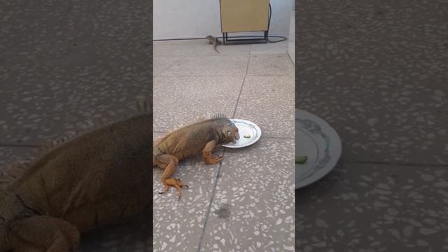 Знакомство двух взрослых игуан смотреть онлайн