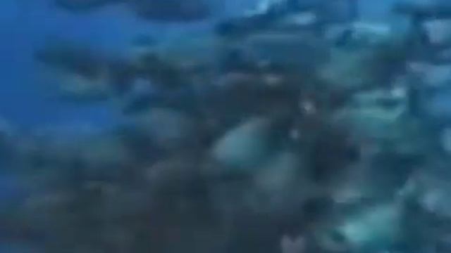 Monkey searching for the ad Ariston смотреть онлайн