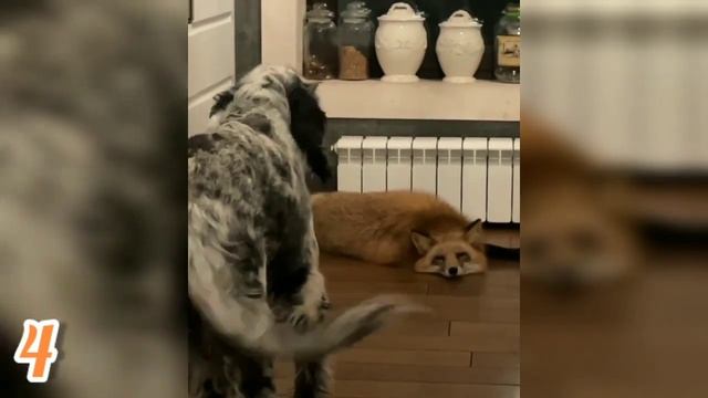 ЛИСЯО. Алиса - Лиса. Временный житель