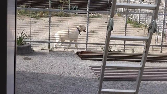 Утро 5 сентября 2015г. Наши жители и гости «Территория Животных» смотреть онлайн