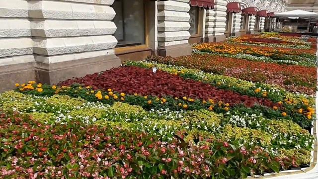 Москва. ГУМ в цветах. Цветы у ГУМа. смотреть онлайн