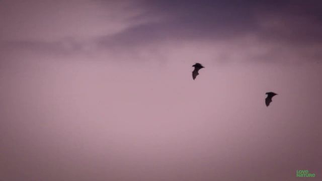 Top Crocodile Hunting Moments