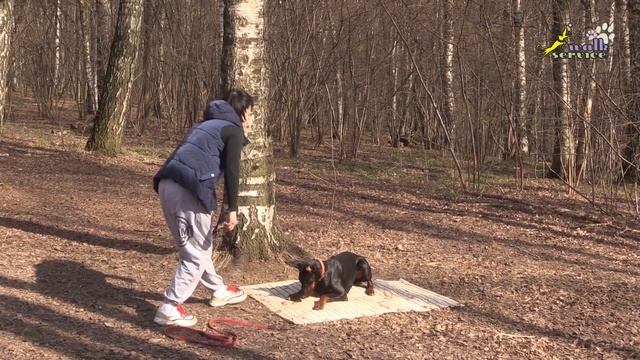 Доберман Тильда, команда место, обучение и самоконтроль собаки смотреть онлайн