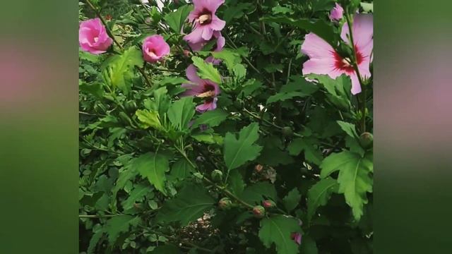 Китайская роза(ГИБИСКУС)?Hibiscus Гибискус садовый. смотреть онлайн