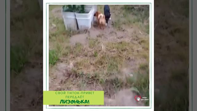 ПРИВЕТ ИЗ ДОМА ОТ ЛИЗОНЬКИ - БЫВШЕЙ ВОСПИТАННИЦЫ ПРИЮТА «Дом Добра» смотреть онлайн