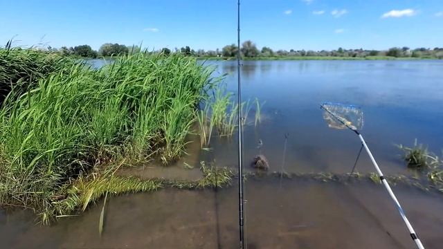 шикарная рыбалка / наводнение / Днестр / Маяки / 42 км / карп на макушатник / 9.07. 2020 смотреть онлайн