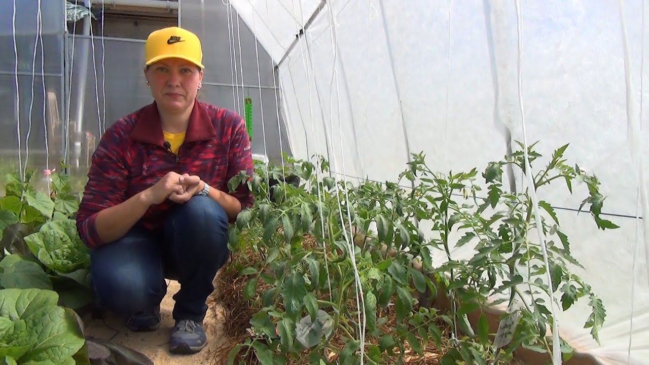 КАК СДЕЛАТЬ ТЕПЛУЮ ГРЯДКУ. Грядка термос для томатов смотреть онлайн