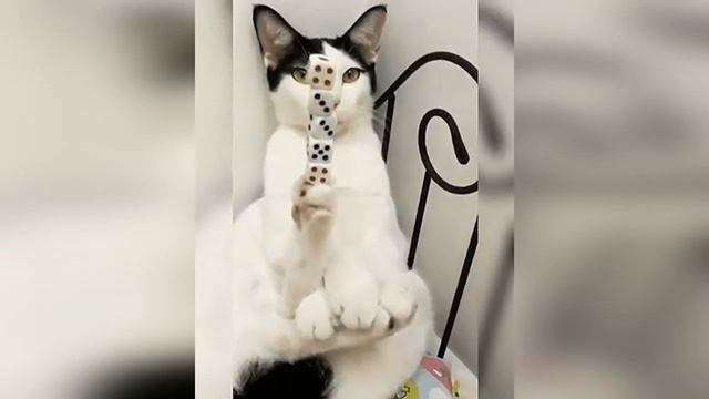 Кот-фокусник смотреть онлайн