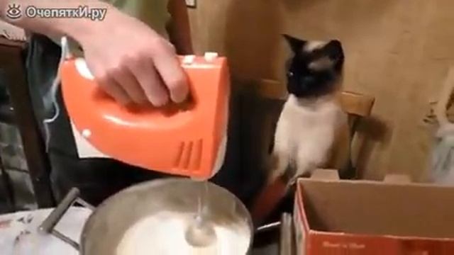 Кошка против миксера! смотреть онлайн