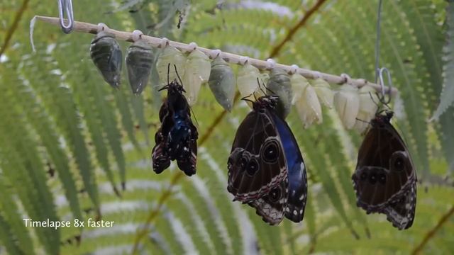 Hatching of Blue Morpho butterflies (Morpho peleides) in HD смотреть онлайн