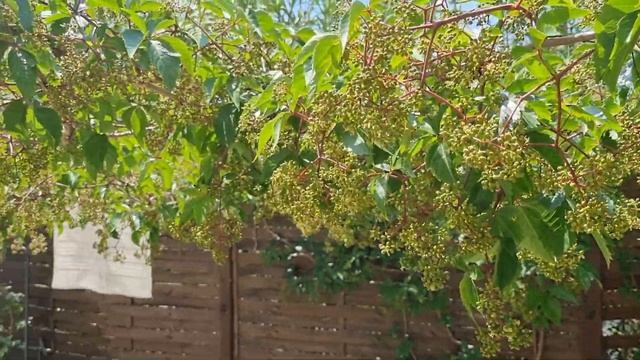 ФРАНЦИЯ СЕГОДНЯ - РЕАЛЬНАЯ ЖИЗНЬ В ПРОВАНСЕ - КАК МЫ ЖИВЁМ ФРАНЦУЗСКОЙ ДЕРЕВНЕ смотреть онлайн
